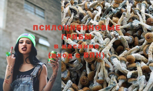прущие грибы Алагир